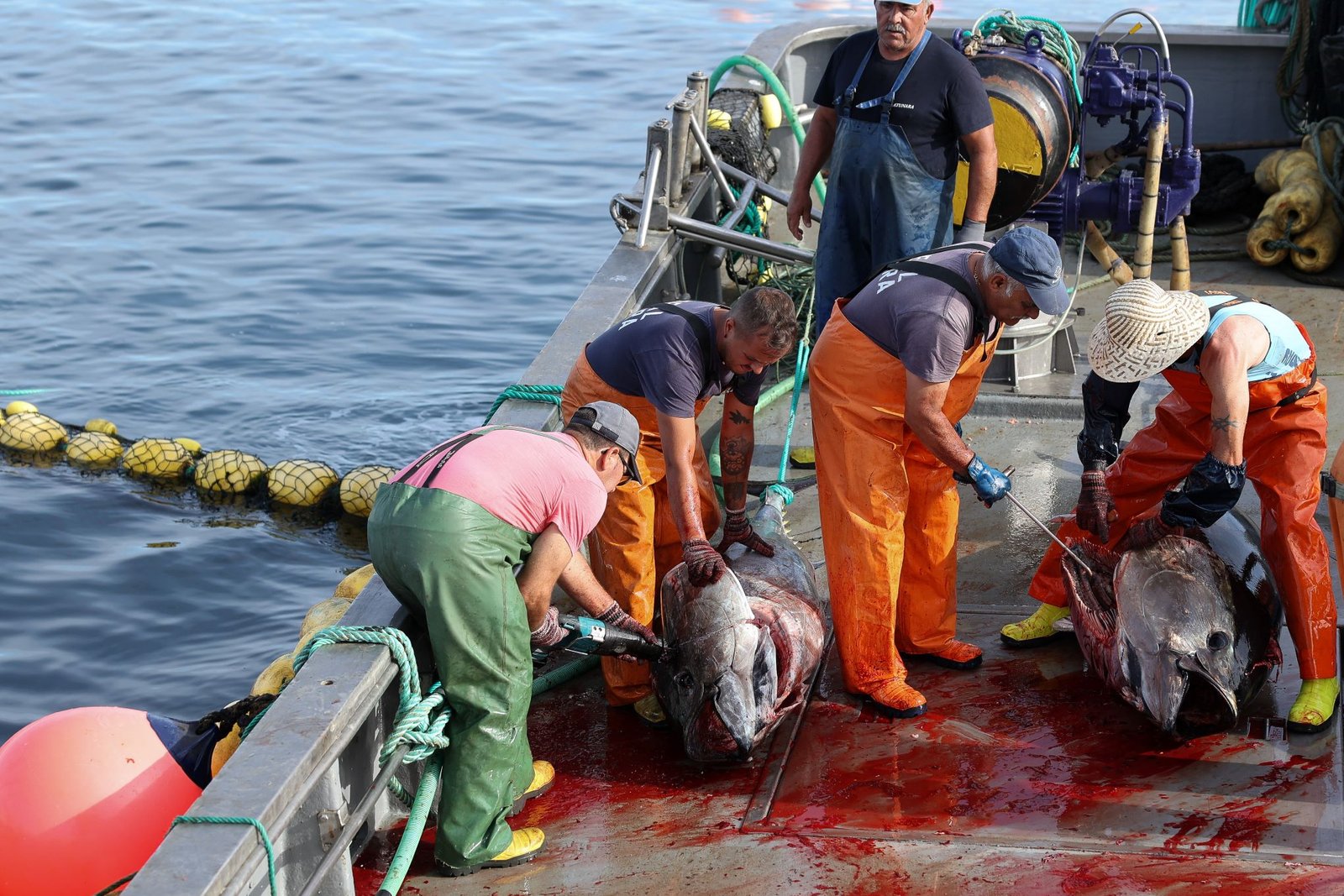 Campanha de pesca do atum-rabilho. Crédito: Luís Forra, Lusa